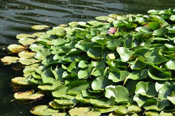 Lotus in lake, Wuhan, China