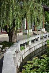 Lotus in lake, Wuhan, China