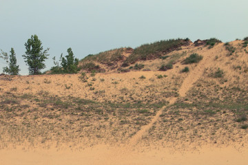 tree in the dunes