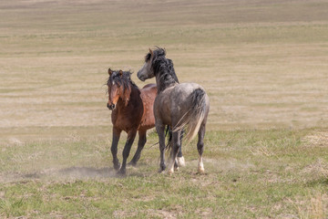 Obraz premium Wild Horse Stallions Sparring in the Utah Desert