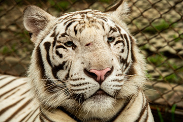 Fototapeta na wymiar Closeup potrait solemn rare black and white striped white tiger relax in zoo, Chiang Mai, Thailand.