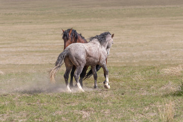 Wild Horse Stallions Sparring in the Utah Desert