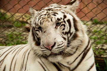 Closeup potrait solemn rare black and white striped adult bengal tiger relax in zoo, Chiang Mai, Thailand.