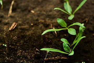 young spinach sprouts that crawled out of the ground