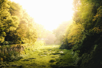 Obraz premium Forest in the city