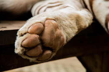 Closeup giant black and white begal tiger paw.