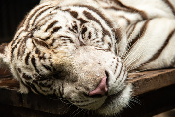 Closeup solemn black and white striped adult bengal tiger relax in zoo.