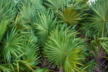 Thickets of palm trees close-up. Large leaves of palm trees.