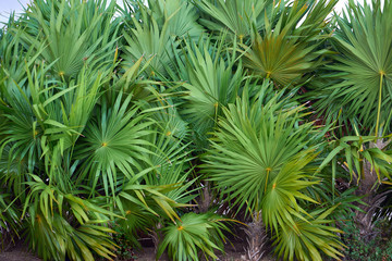Thickets of palm trees close-up. Large leaves of palm trees.