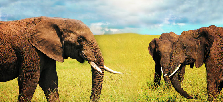 Three adult african elephants (Loxodonta africana) grazing in the african savannah.  Panoramic image