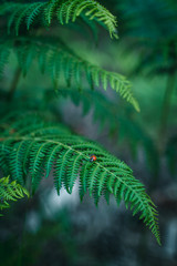 Ladybug on fern, biological control
