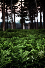 Dramatic image of ferns in the woods