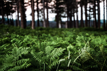Dramatic image of ferns in the woods