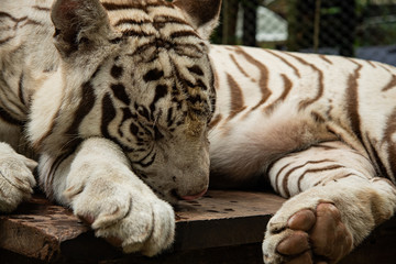 Closeup solemn black and white striped adult bengal tiger relax on wooden table in zoo.
