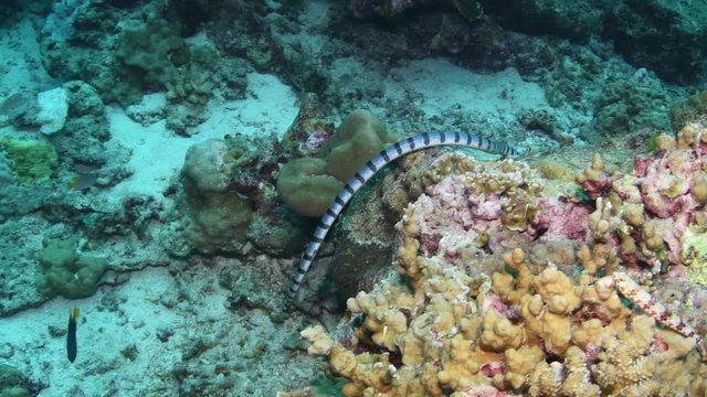 Banded sea krait, Laticauda colubrina in tropical coral reef 