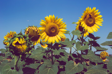 Yellow sunflowers against the blue sky in the sun