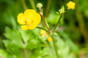 Close up of a Common Buttercup yellow flowers on green grass background. Ranunculus acris meadow buttercup, tall buttercup, giant buttercup . Belarus, Grodno gardens