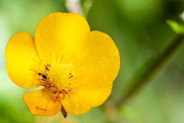 Close up of a Common Buttercup yellow flowers on green grass background. Ranunculus acris meadow buttercup, tall buttercup, giant buttercup . Belarus, Grodno gardens