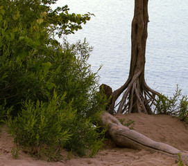 tree on the beach