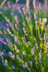 Obraz premium Lavender field in sunlight, Pannonhalma, Hungary, Beautiful image of lavender field. Lavender flower field.