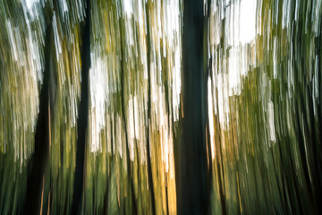 Special effects in the woods at sunset, artistic blur