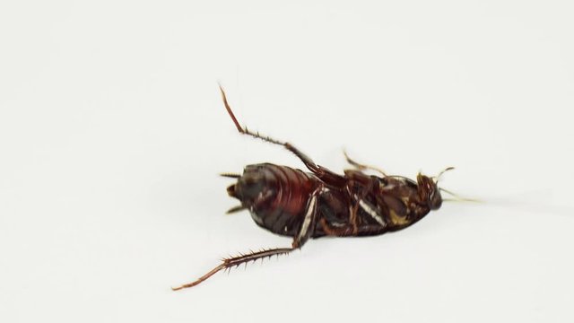 Dead cockroaches nest. Cockroaches die as a dense nest and some one cockroach walking.