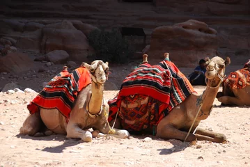 Zelfklevend Fotobehang Camels in the lost city of Patra, Jordan © Rob