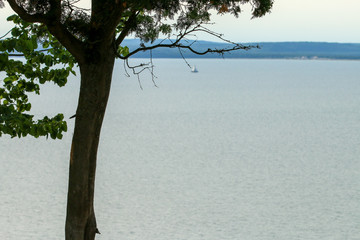 Tree and lake
