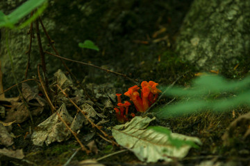 mushrooms on forest floor