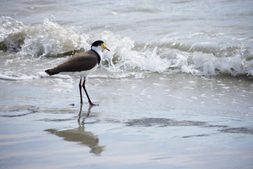 Tasmanian adult Masked lapwing (Vanellus Miles novaehollandiae) on the beach 