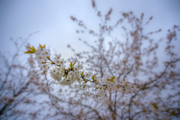 White Sakura flower blooming in Germany