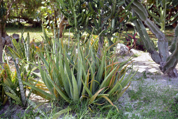 Obraz premium Big bush of aloe growing in natural habitat in Mexico, Quintano Roo.