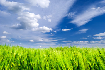 Green wheat field and blue sky with storm clouds