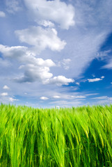 Fototapeta na wymiar Green wheat field and blue sky with storm clouds