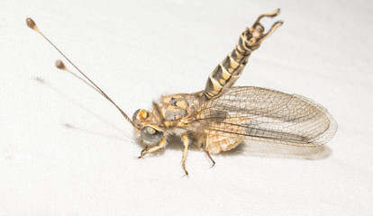 Ant lions insect family from the order of the retina of the four-winged dragonfly insects