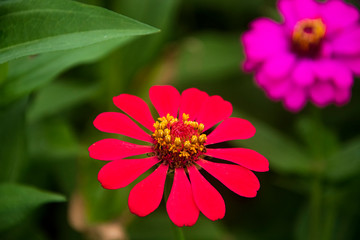 Beautiful red flowers in nature