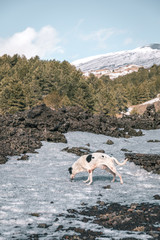 Dog walking in the snow, mountain refuge on the Volcano Etna