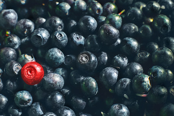 red berry on a blueberry background. one berry is different color. a lot of blueberries. one is not like everyone else