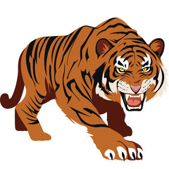 Vector of angry tiger on white background.