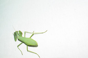 Praying mantis is a green insect from the family of real mantis. Large predatory insect with front limbs adapted for grabbing food on a gradient background for design.