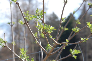 Der Frühling kommt und lässt die Bäume austreiben