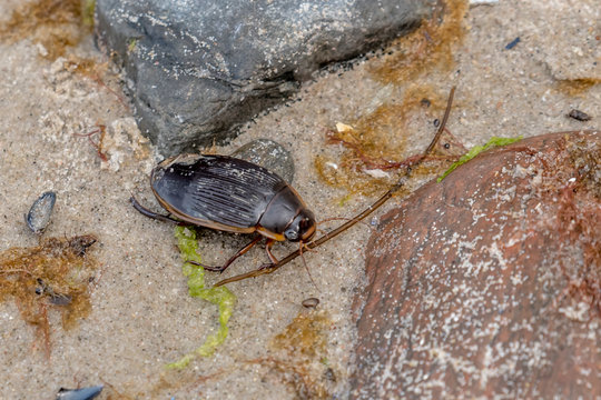 Large swarm beetle crawls over stones at the Baltic Sea coast