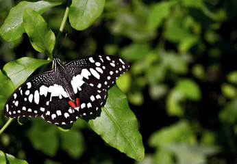 butterfly posing on leaf in the forest
