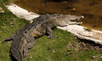 crocodile sunbathing outside the pond