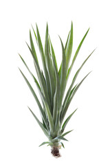 Pineapple shoots for plant isolated on white background.