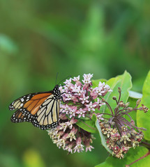 Monarch on Milkweed