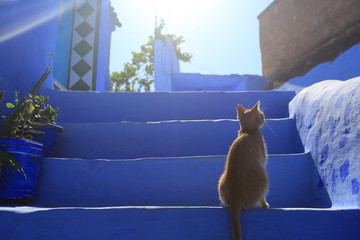 Blue street walls of the popular city of Morocco, Chefchaouen. Traditional moroccan architectural details. - 281640931