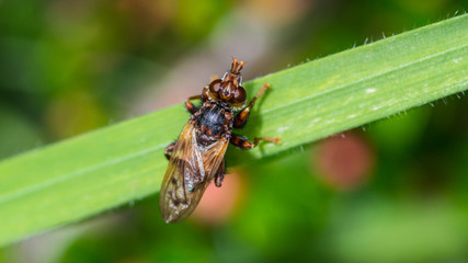 Weird Fly