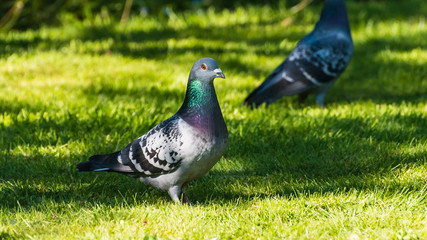 Feral Pigeon