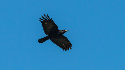 Carrion Crow